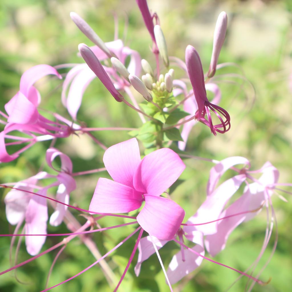 ortosifon hipertansiyon)